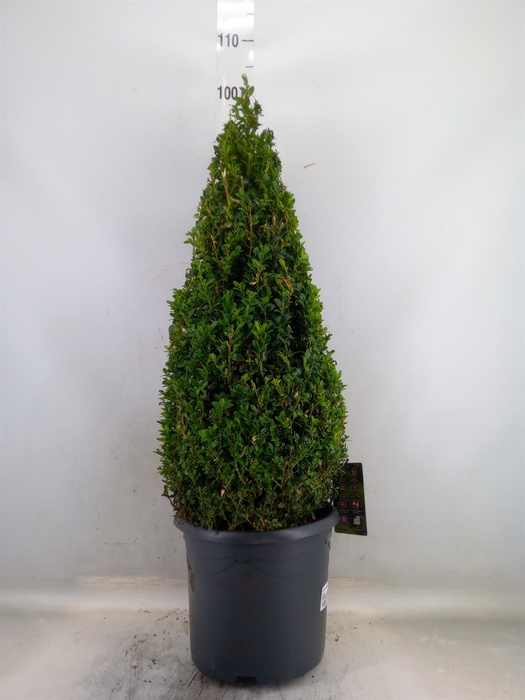 <h4>Buxus semp.   ...</h4>