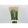 Nerine Bicolor Bionce