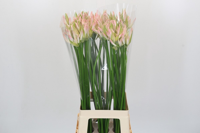 Nerine Bicolor Bionce