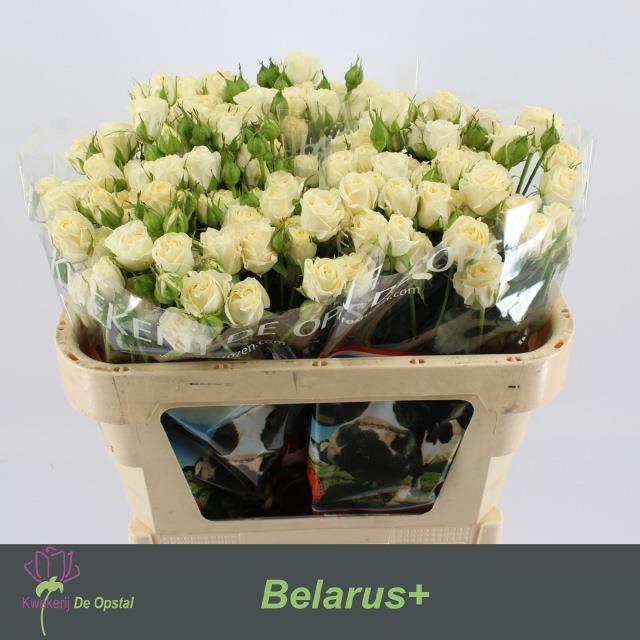 Rosa sp belarus