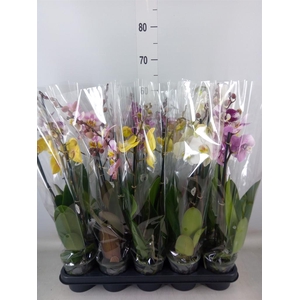 Phalaenopsis   ...mix