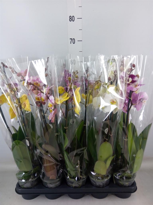 <h4>Phalaenopsis ...mix</h4>
