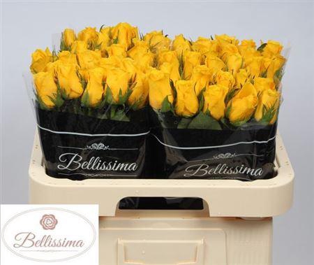 <h4>R Gr Momentum+</h4>