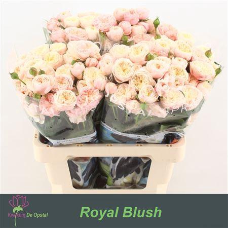 <h4>R Tr Royal Blush</h4>