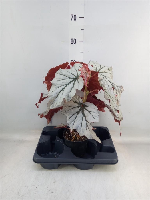 <h4>Begonia BD   ...</h4>