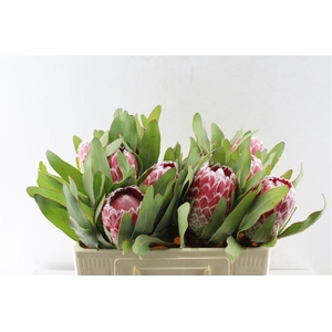 Protea Julie
