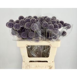 Scabiosa Stellata Purple