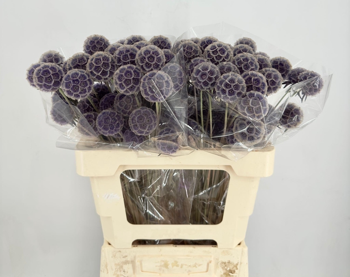 <h4>Scabiosa Stellata Purple</h4>