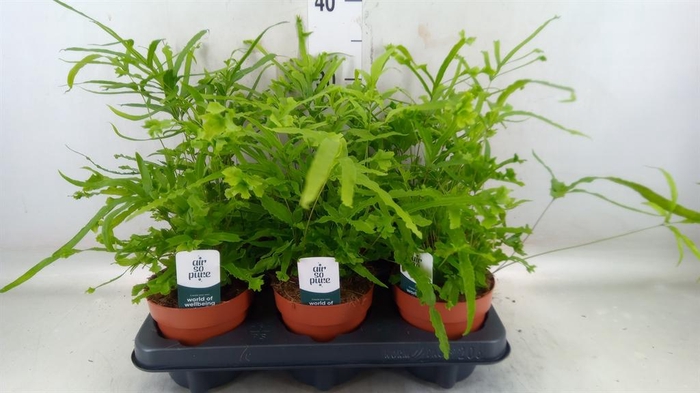 <h4>Pteris straminea</h4>