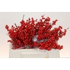 Ilex Rood