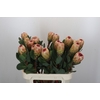 Protea Grandicolor