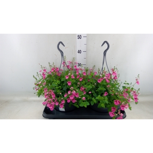 Diascia  'FlyColors'   ...mix