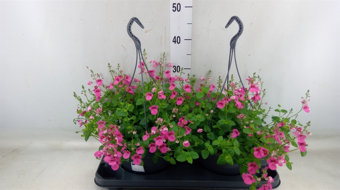 <h4>Diascia  'FlyColors'   ...mix</h4>