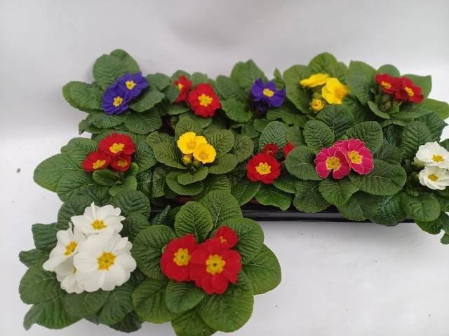 <h4>Prim Acaulis Gemengd</h4>