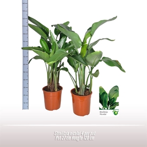 Strelitzia nicolai 4 per pot