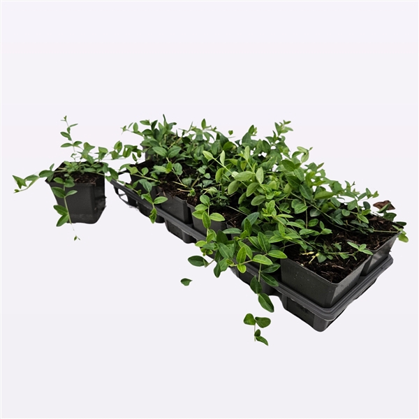 <h4>Vinca Minor</h4>