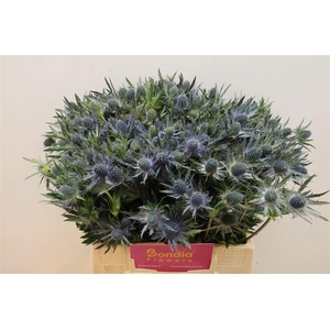 ERYN MAG BLUE LAGOON