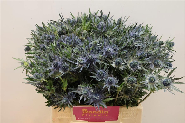 <h4>ERYN MAG BLUE LAGOON</h4>