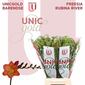 Freesia enk Rubina River