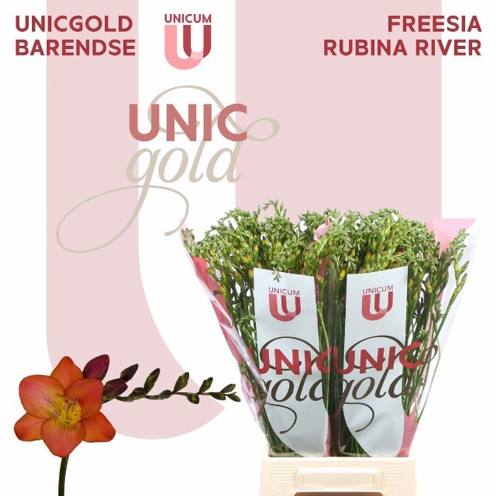 <h4>Freesia enk Rubina River</h4>