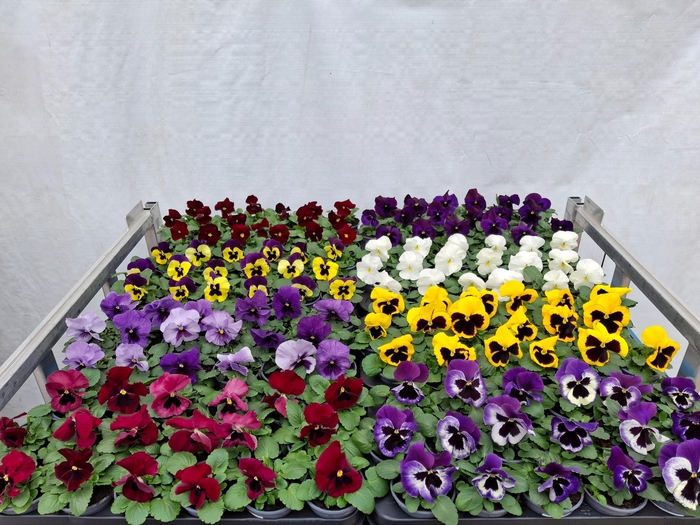 <h4>Vio Wi Delta Gem</h4>