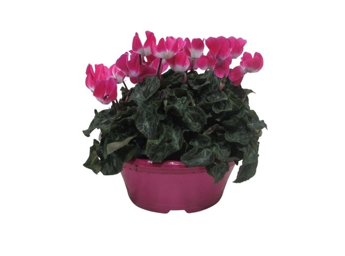 <h4>Cyclaam Fusion roze in schaal 23 cm</h4>