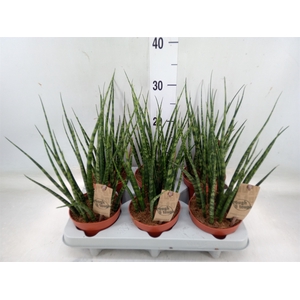 Sansevieria  'Fernwood'