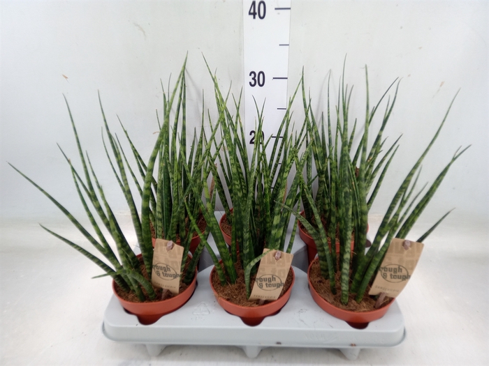 <h4>Sansevieria  'Fernwood'</h4>