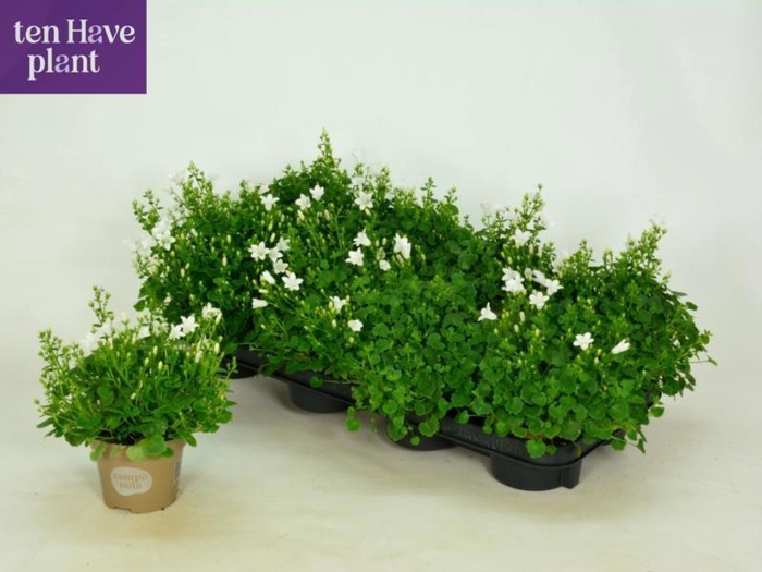 <h4>CAMP PORTO WHITE</h4>