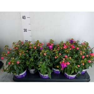 Fuchsia  'Bella Fuchsia Sacha'
