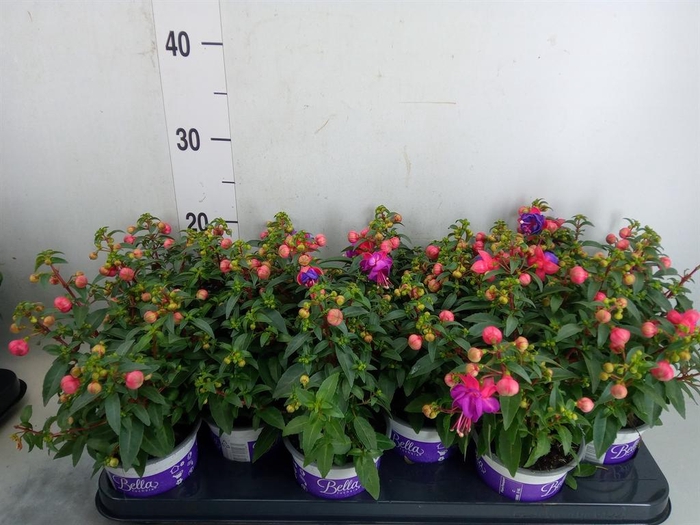<h4>Fuchsia  'Bella Fuchsia Sacha'</h4>