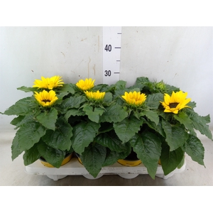 Helianthus an. 'Sunsation'