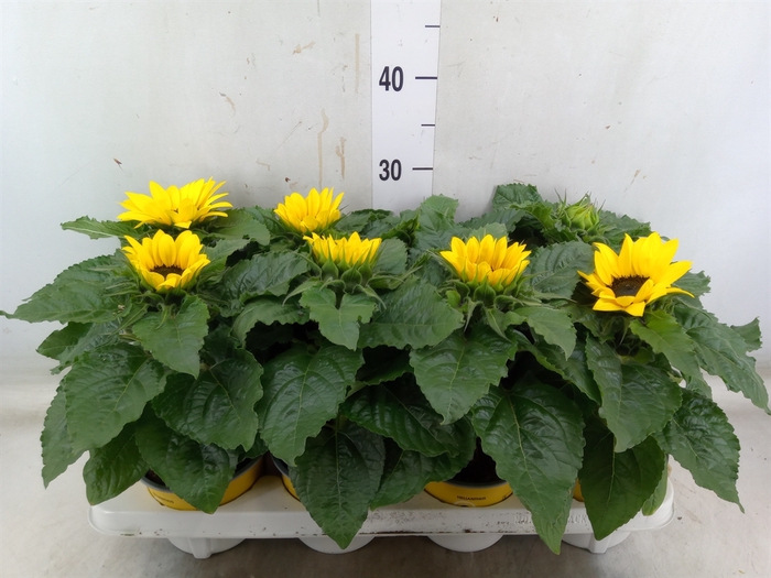 <h4>Helianthus an. 'Sunsation'</h4>