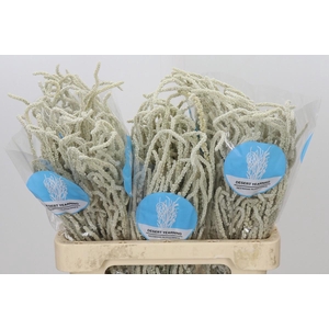 Amaranthus Yearming Desert