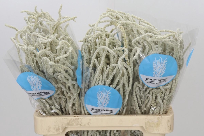 <h4>Amaranthus Yearming Desert</h4>