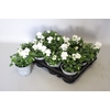 Viola cornuta F1 White