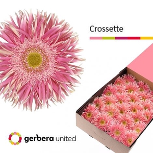 Gerbera Spider Crossette Doos