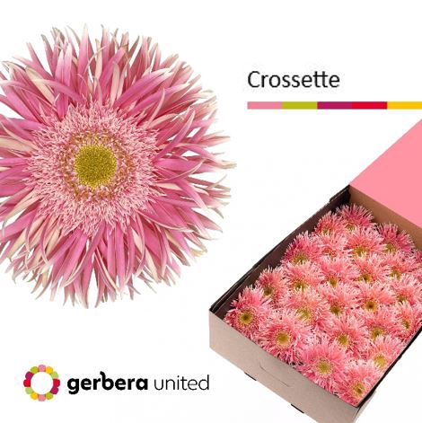 <h4>Gerbera Spider Crossette Doos</h4>