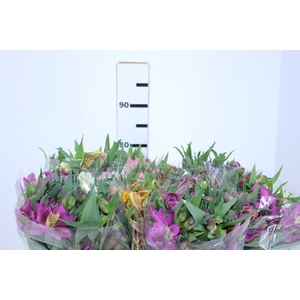 ALSTROEMERIA VARIADO 080 CM