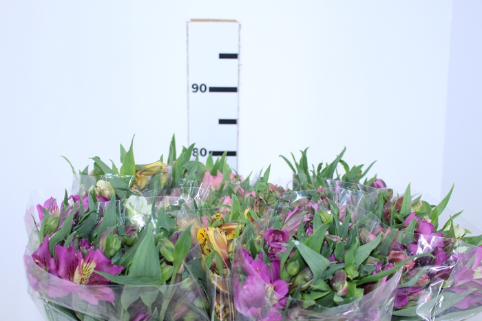 ALSTROEMERIA VARIADO 080 CM