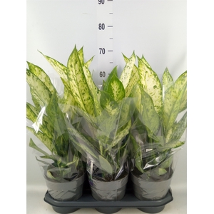 Dieffenbachia  'Vesuvius'