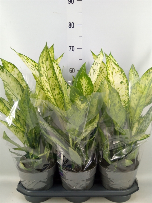 <h4>Dieffenbachia  'Vesuvius'</h4>