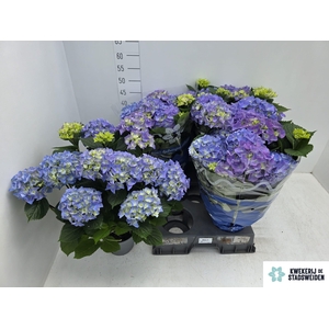 HYDR M EARLY BLUE