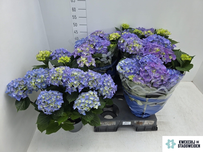 <h4>HYDR M EARLY BLUE</h4>