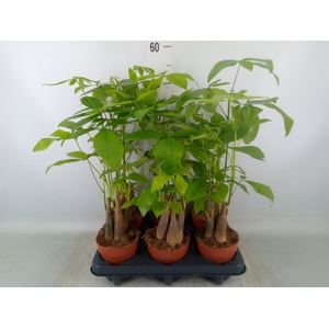 Pachira aquatica