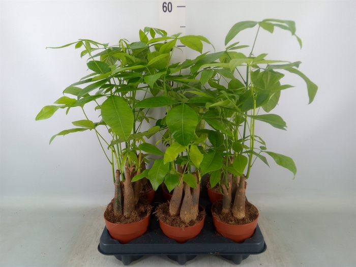 <h4>Pachira aquatica</h4>
