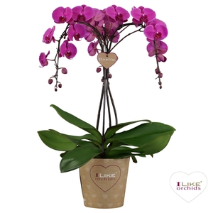 Duetto Ornamento Freeride - 3 tak