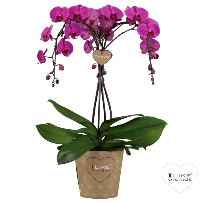 <h4>Duetto Ornamento Freeride - 5 tak</h4>