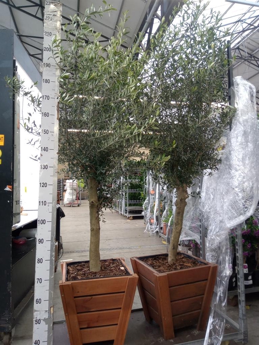 <h4>Olea europaea</h4>