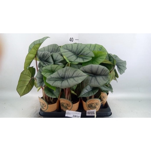 Alocasia   ...